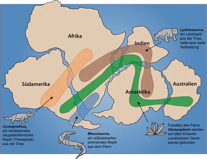 Belege für die Existenz des Südkontinents Gondwana und der Plattentektonik in der Erdgeschichte anhand von Fossilien